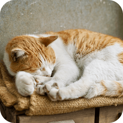 茶色猫が寝ている